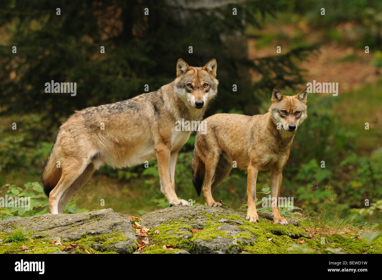 Two wolves (Canis lupus) standing on rock, Bavarian Forest, Germany ...