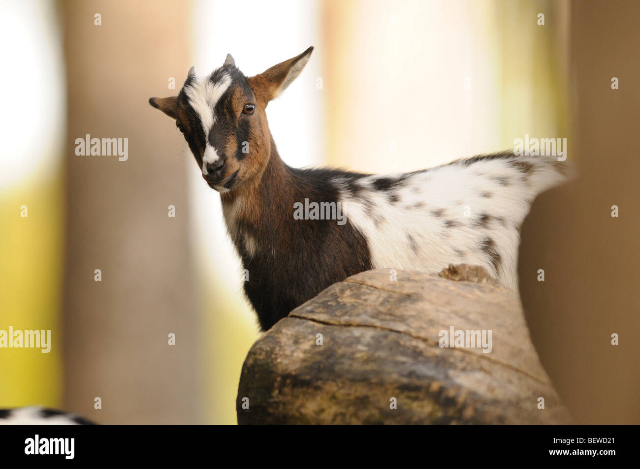 Young goat (Capra aegagrus hircus) behind tree trunk, eye contact Stock Photo