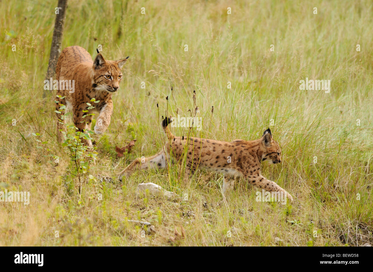 Mother animal and young Lynx (Lynx lynx) streaking through long grass, Bavarian Forest, Germany Stock Photo