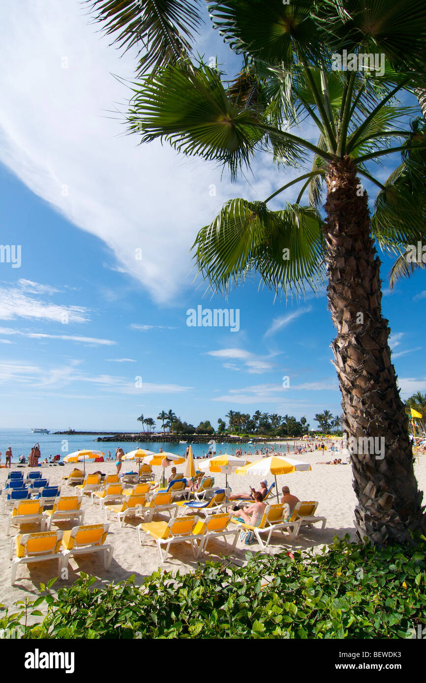 Tourists at the beach, palm tree in the foreground, Arguineguin, Gran Canaria, Canary Islands, Spain Stock Photo