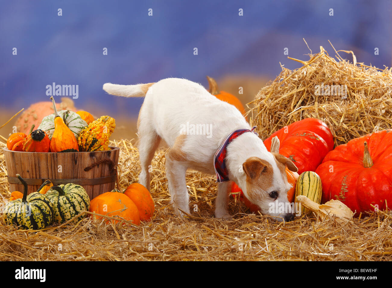 Parson Russell Terrier / straw, pumpkins, neckerchief Stock Photo