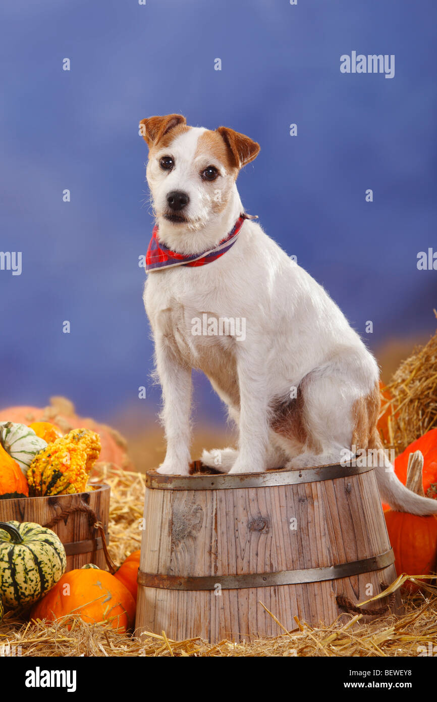 Parson Russell Terrier / straw, pumpkins, neckerchief Stock Photo