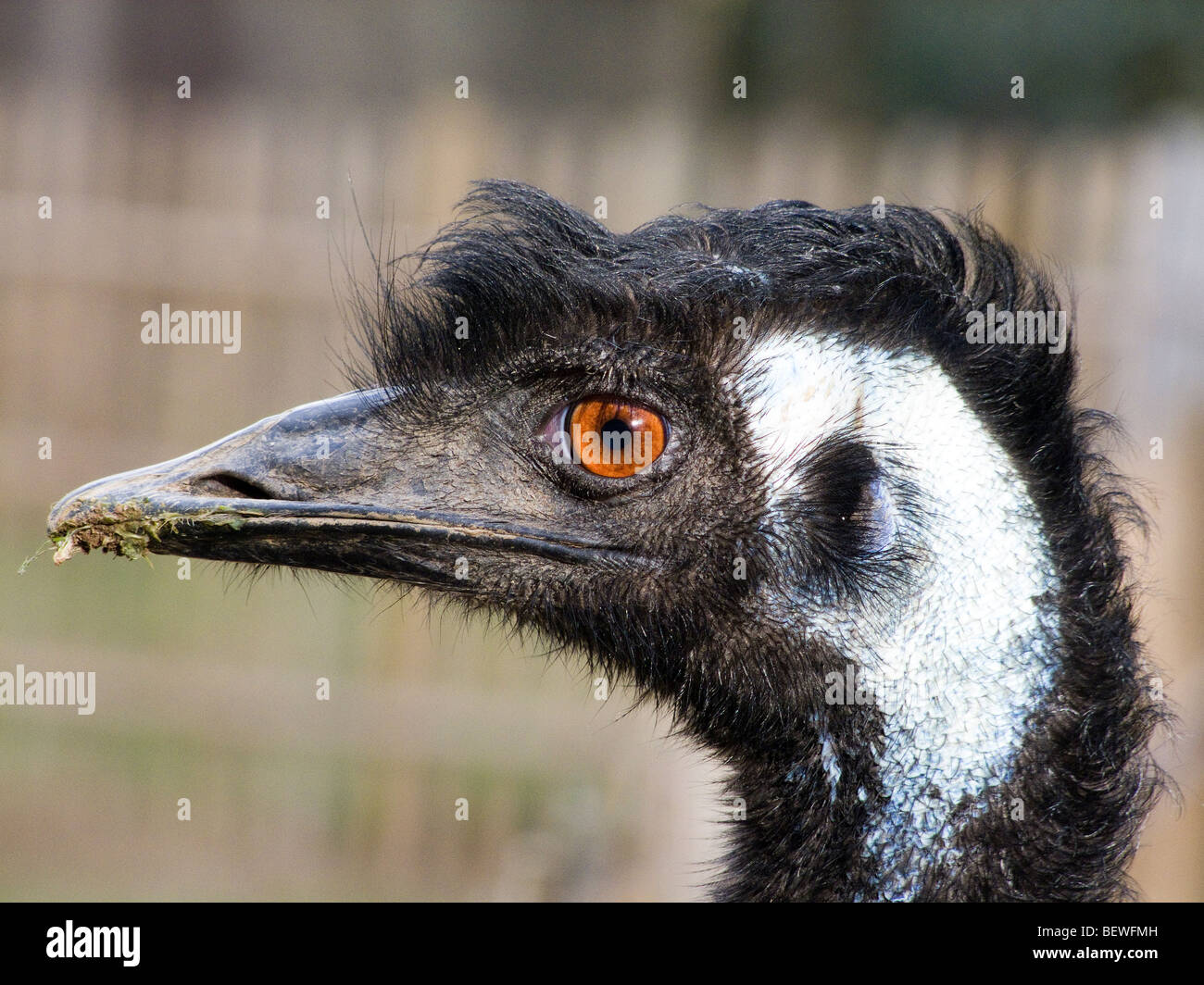 emu large tropical bird close up of head. Dromaius novaehollandiae, is the  largest bird native to Australia Stock Photo - Alamy