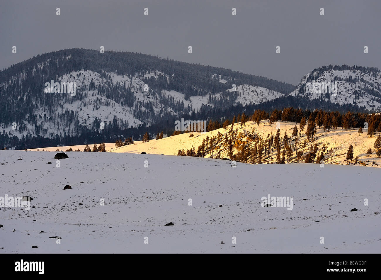 Blacktail Deer Plateau with fresh snow in evening light, Yellowstone