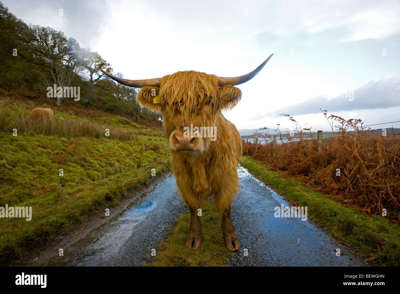 Scottish highland cow blocking road Stock Photo