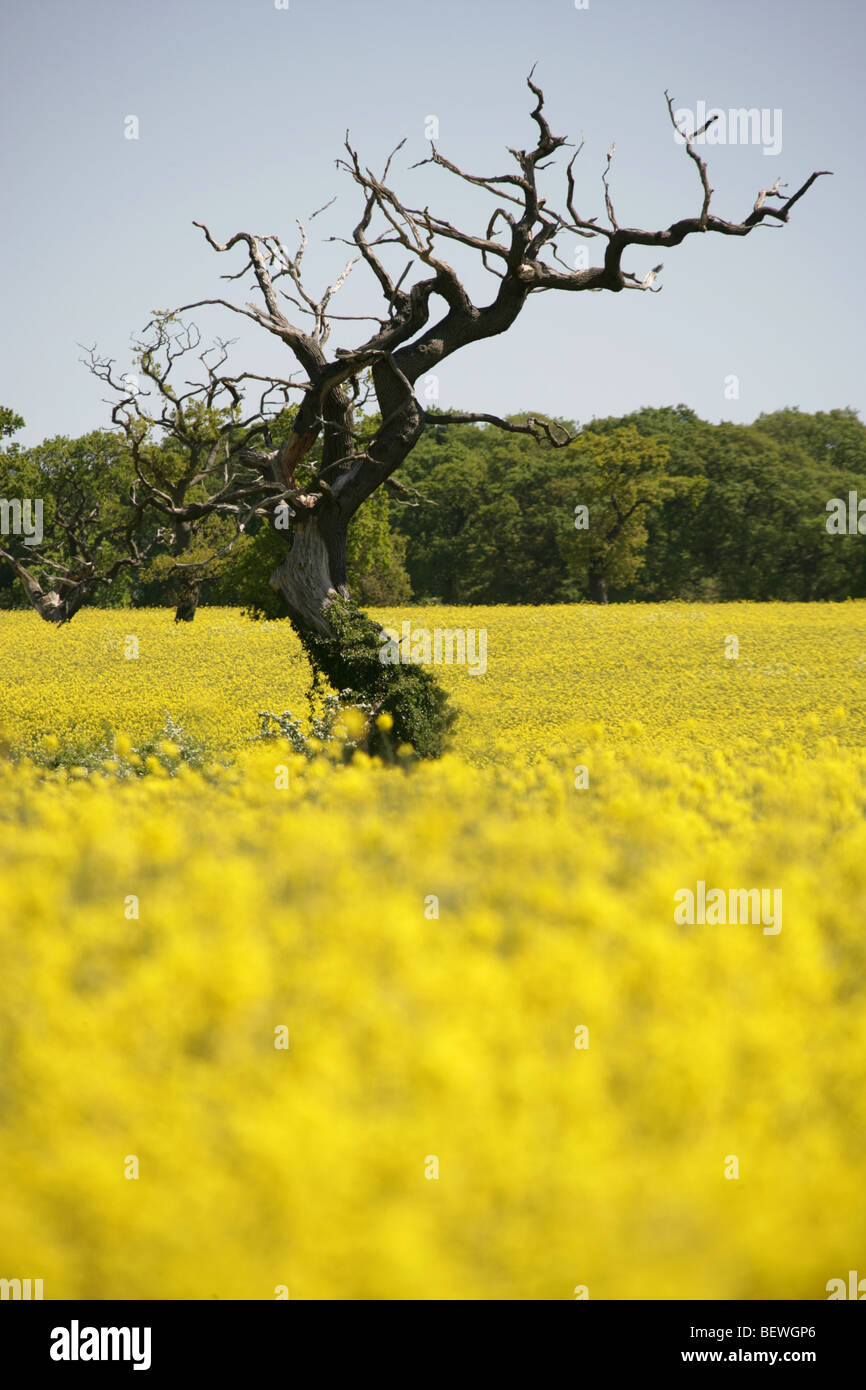Village of Churton, Cheshire, England. Picturesque rural summer view of