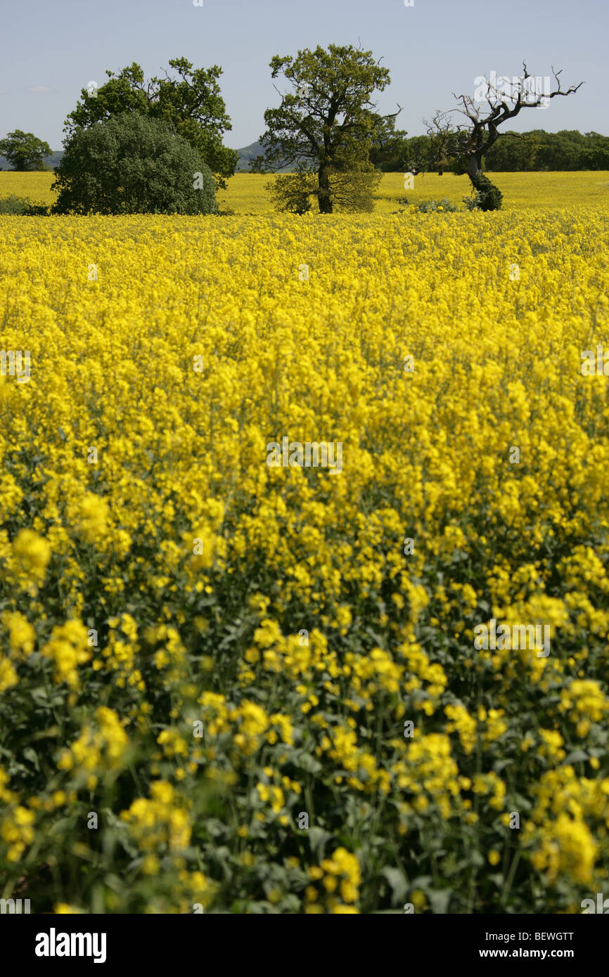 Village of Churton, Cheshire, England. Picturesque rural summer view of ...