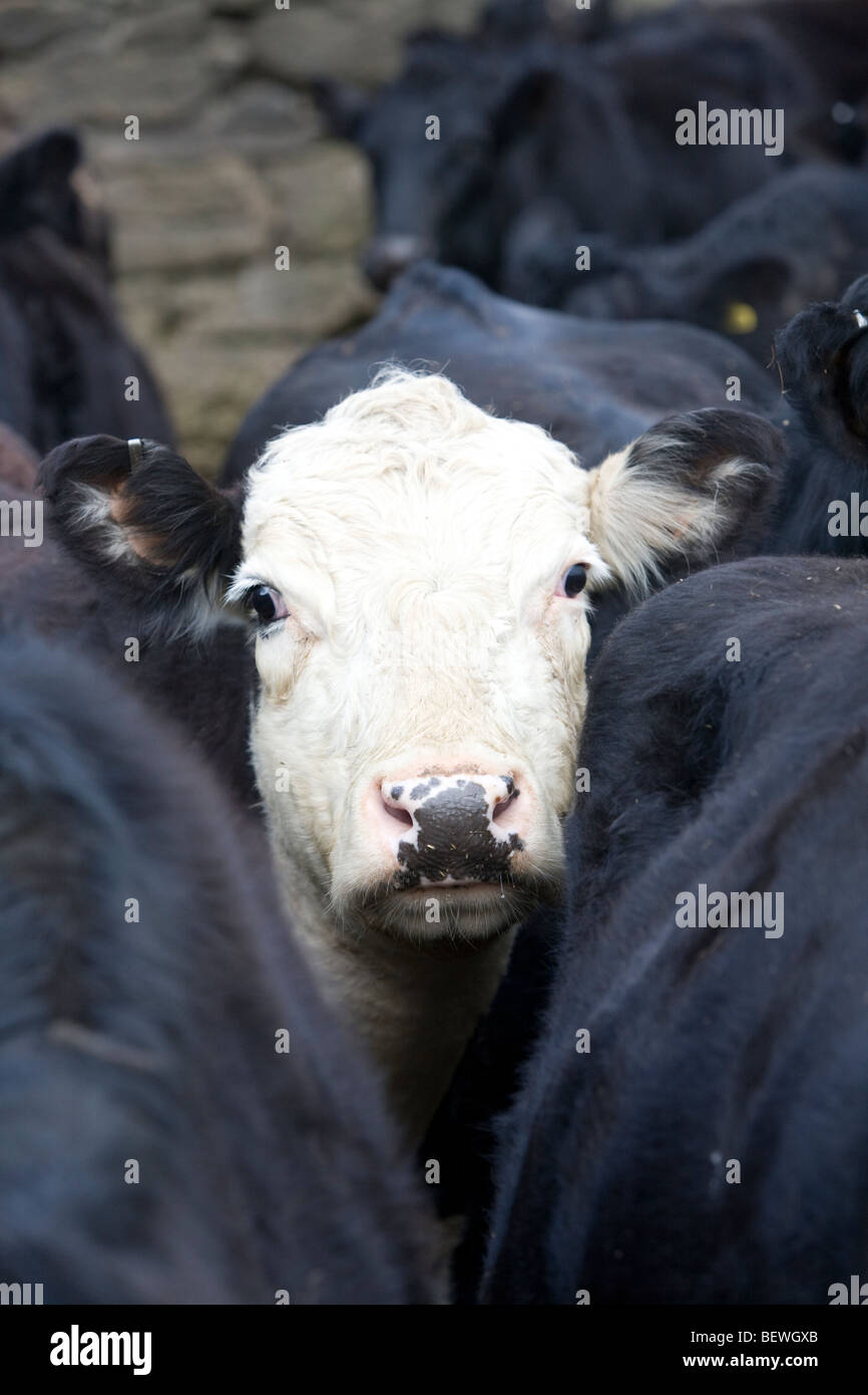 Cow face close up hi-res stock photography and images - Alamy