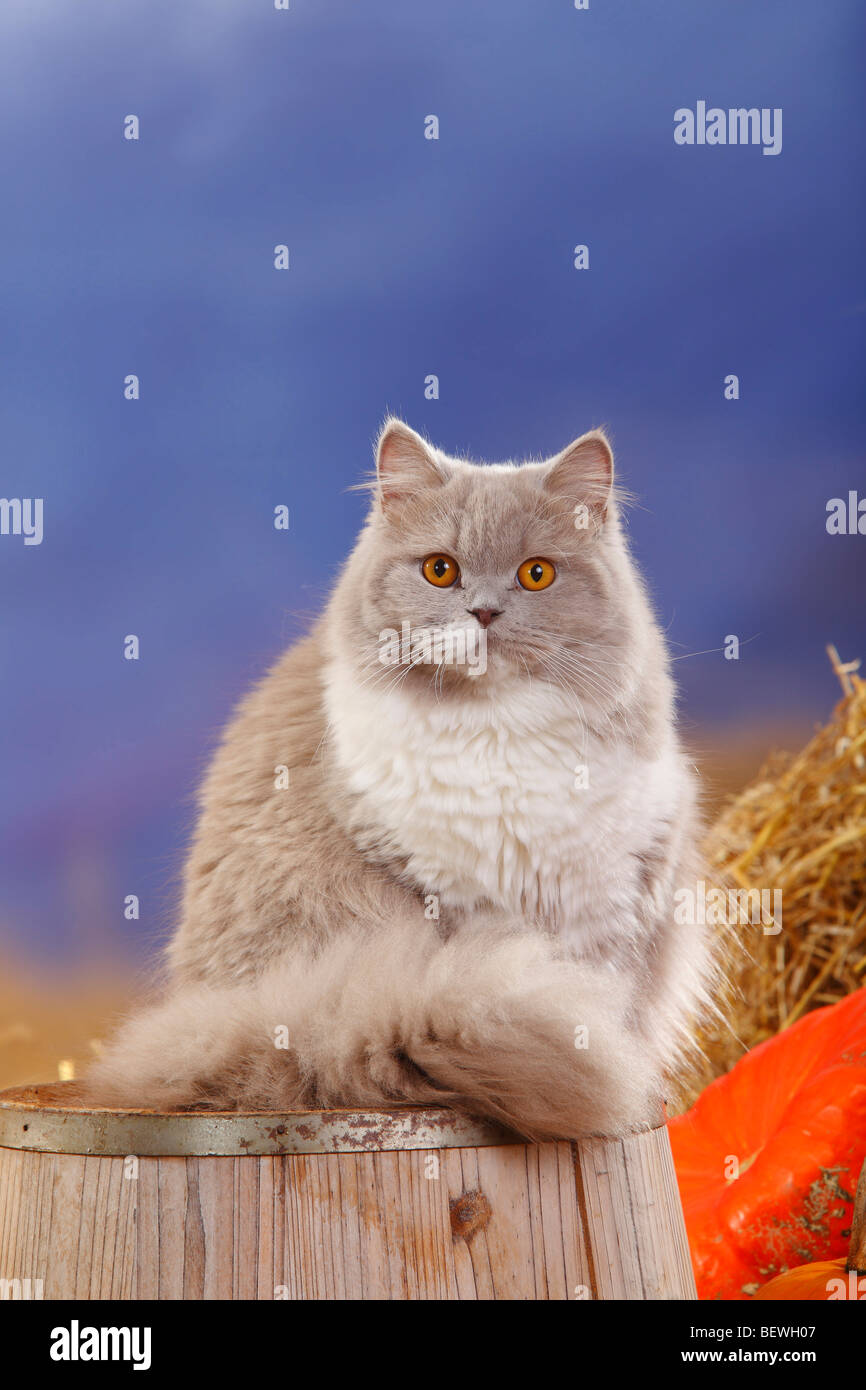 British Longhair Cat, lilacwhite / Highlander, Lowlander, Britanica