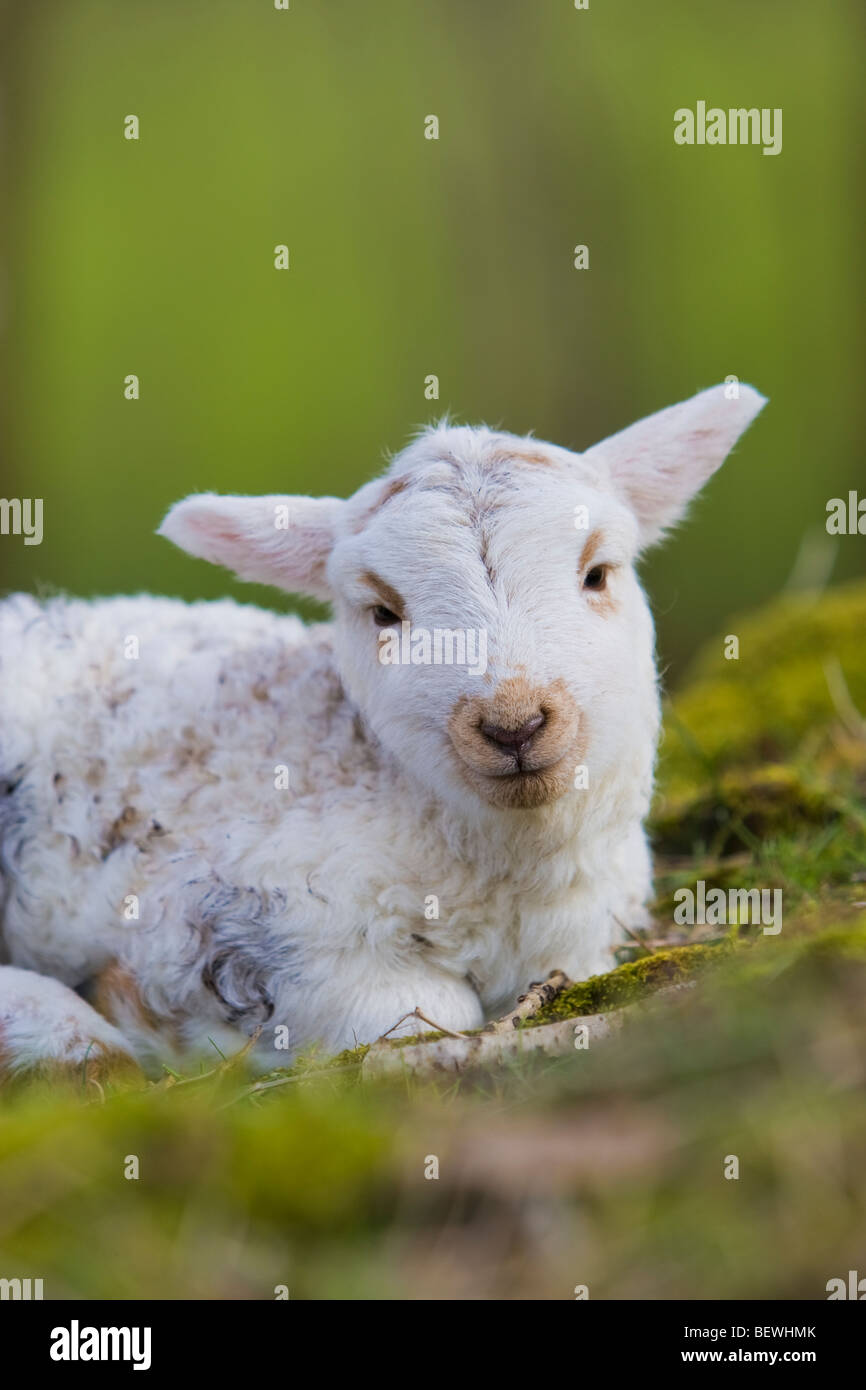 Welsh mountain Sheep close-up of lamb Stock Photo