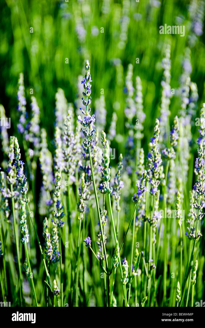 Lavenders (Lavandula angustifolia hidcote) in a field Stock Photo