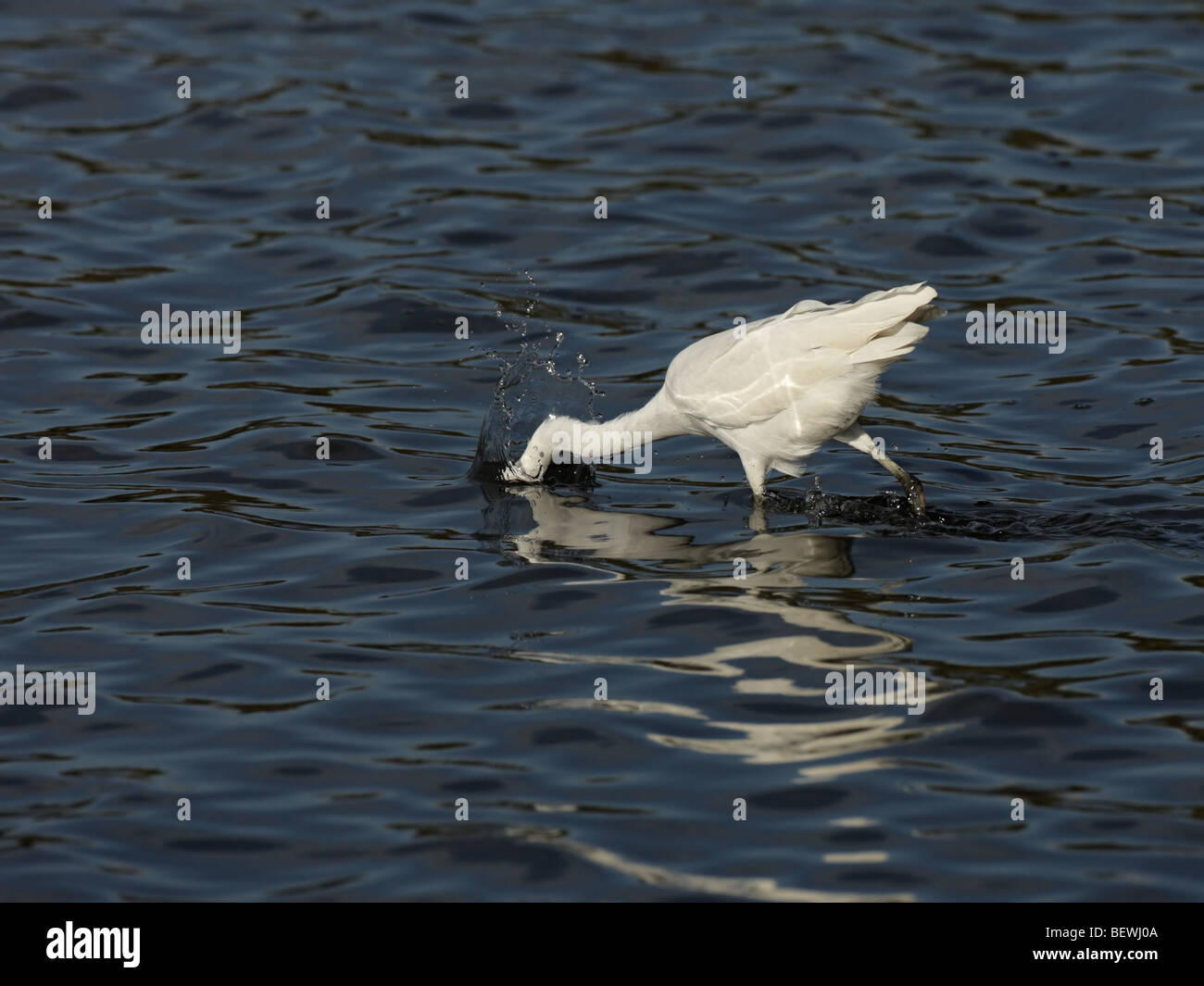 Little egret, feeding in shallow blue water Stock Photo