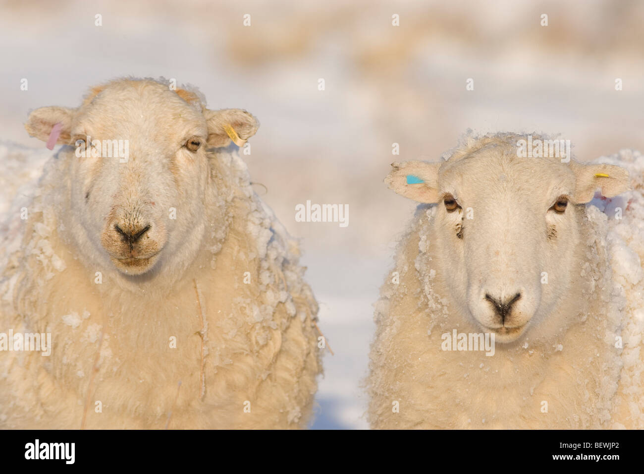 Welsh mountain sheep Stock Photo