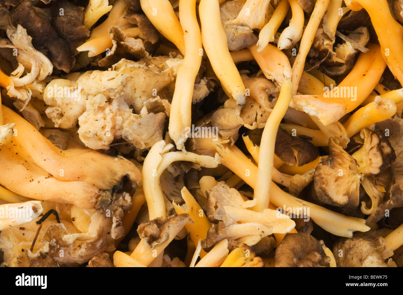Golden Chanterelle mushrooms Stock Photo