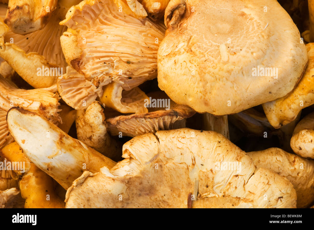 Chanterelle mushrooms Stock Photo