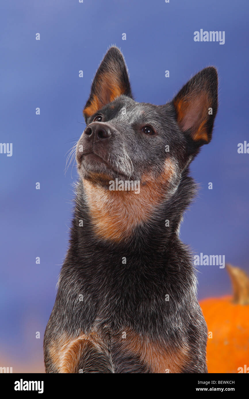 Australian Cattle Dog Stock Photo