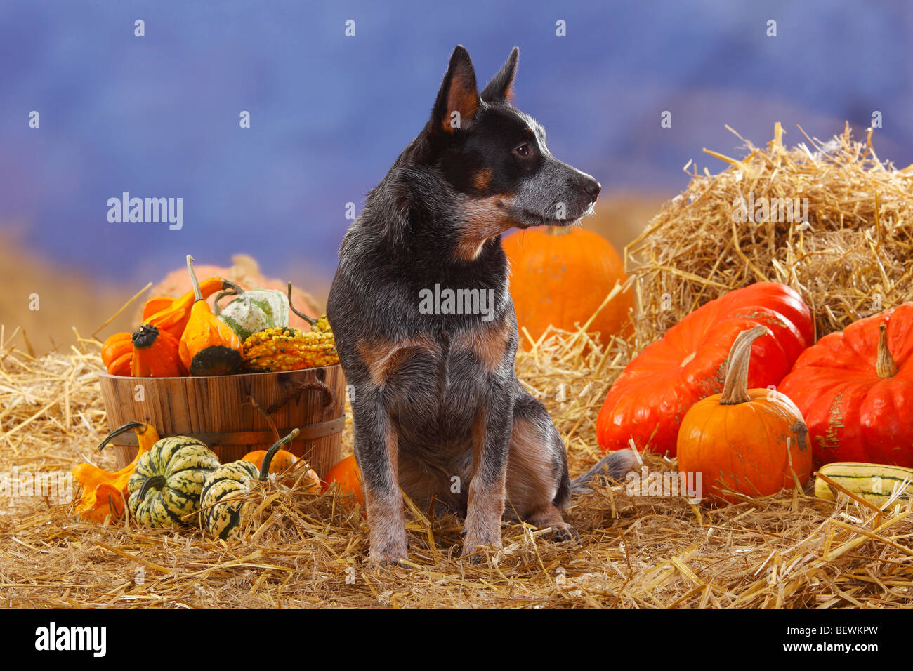 Australian Cattle Dog / straw, pumpkins Stock Photo