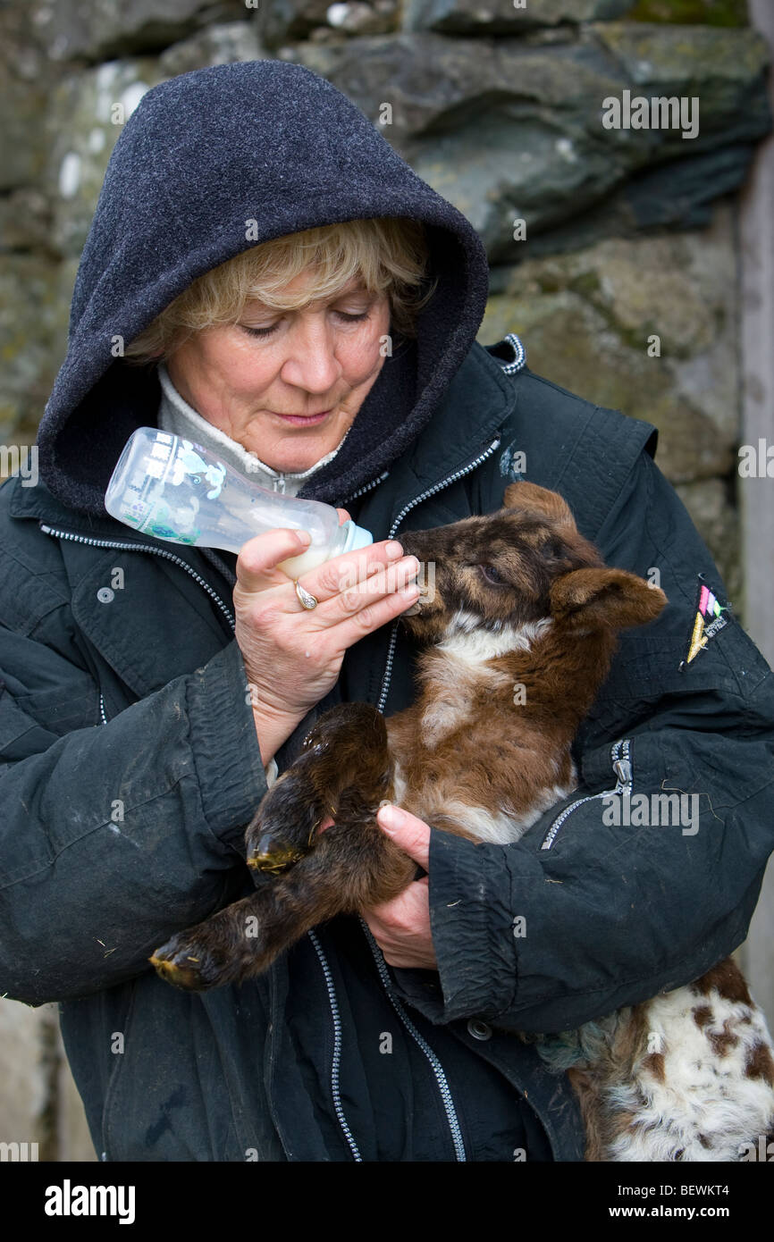 Farmers wife feeding  lamb on Welsh upland hill farm Stock Photo