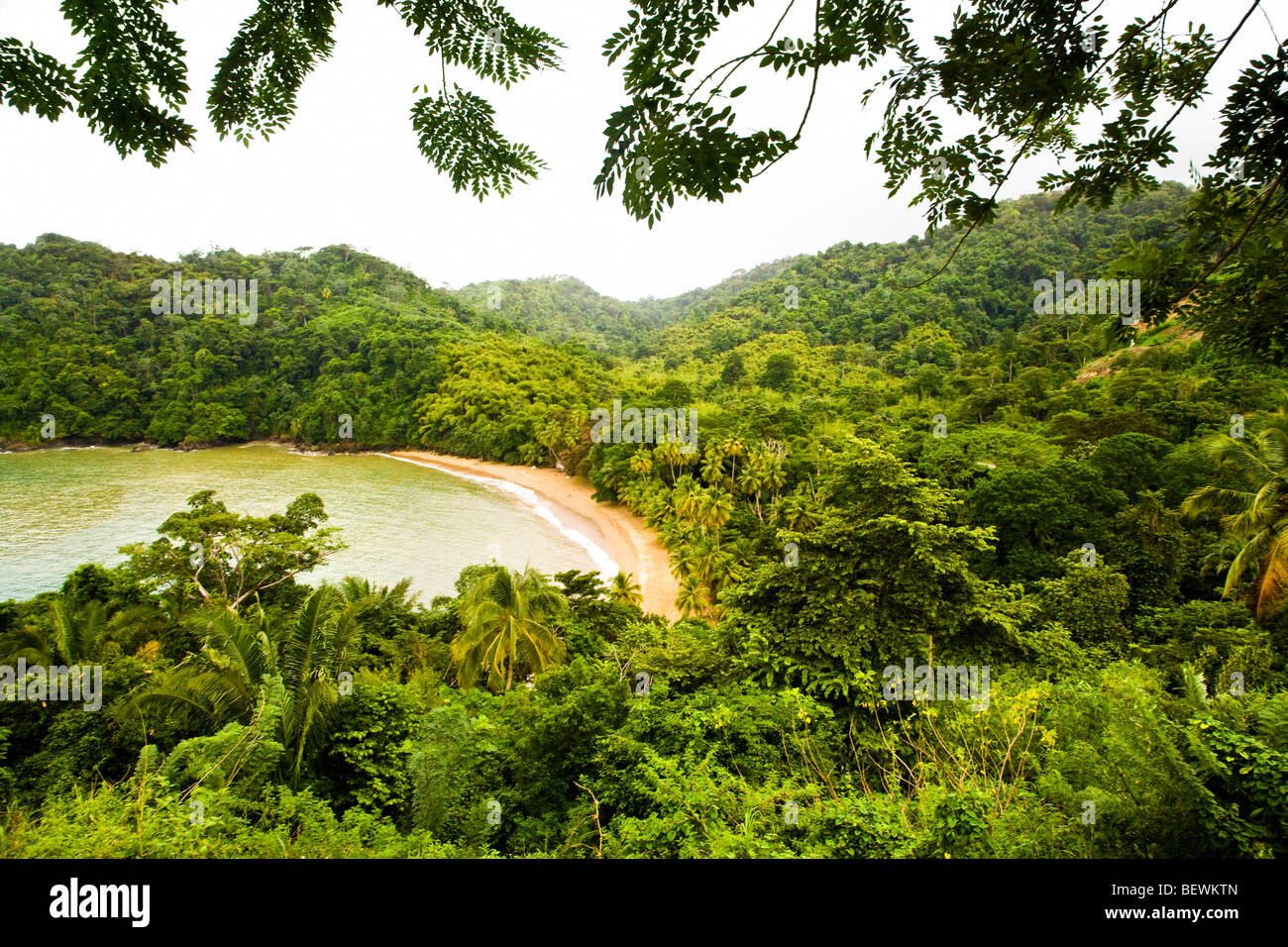 Vegetation at the coast Stock Photo