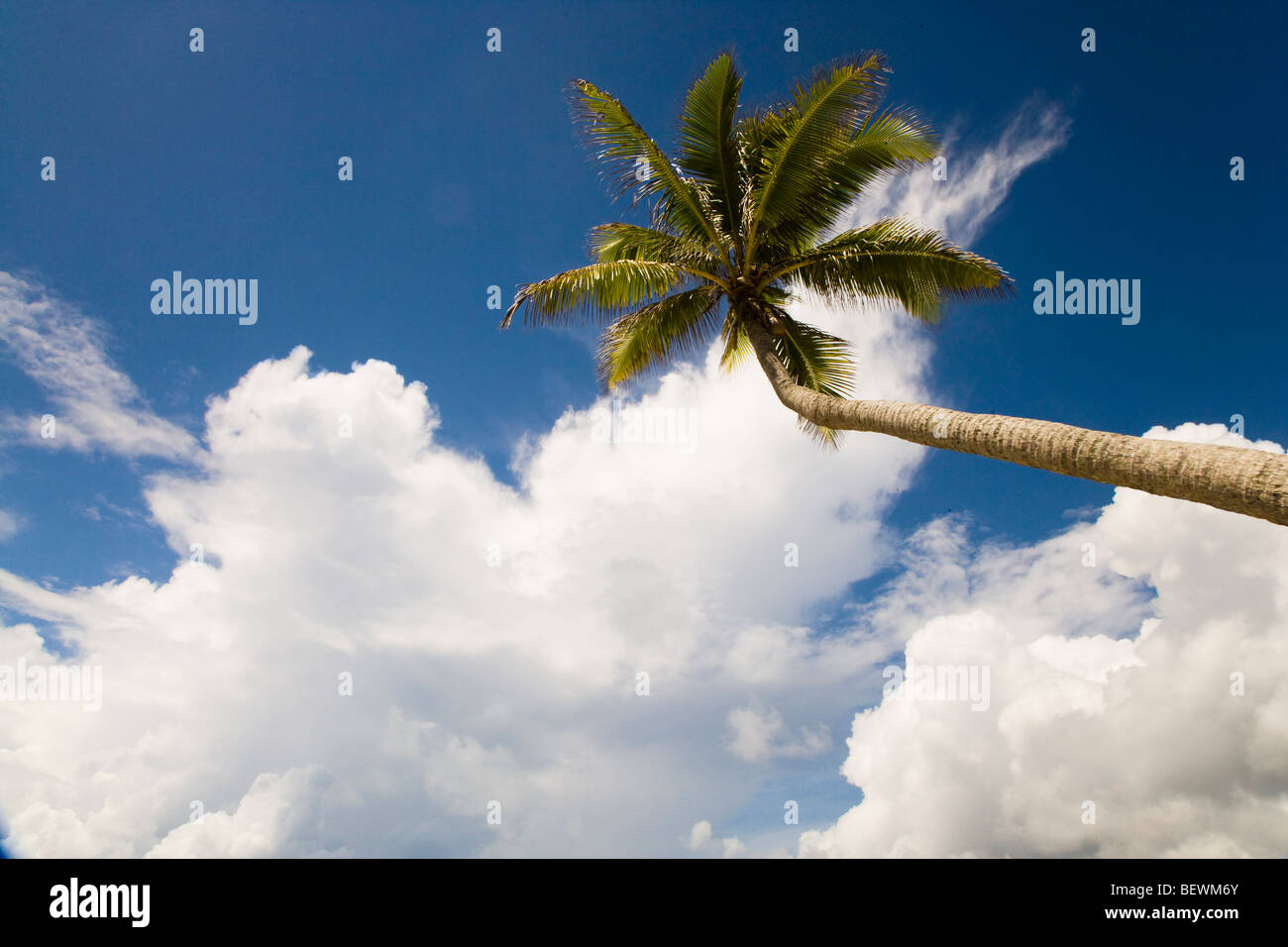 Low angle view of a palm tree, Tahaa, Tahiti, French Polynesia Stock Photo