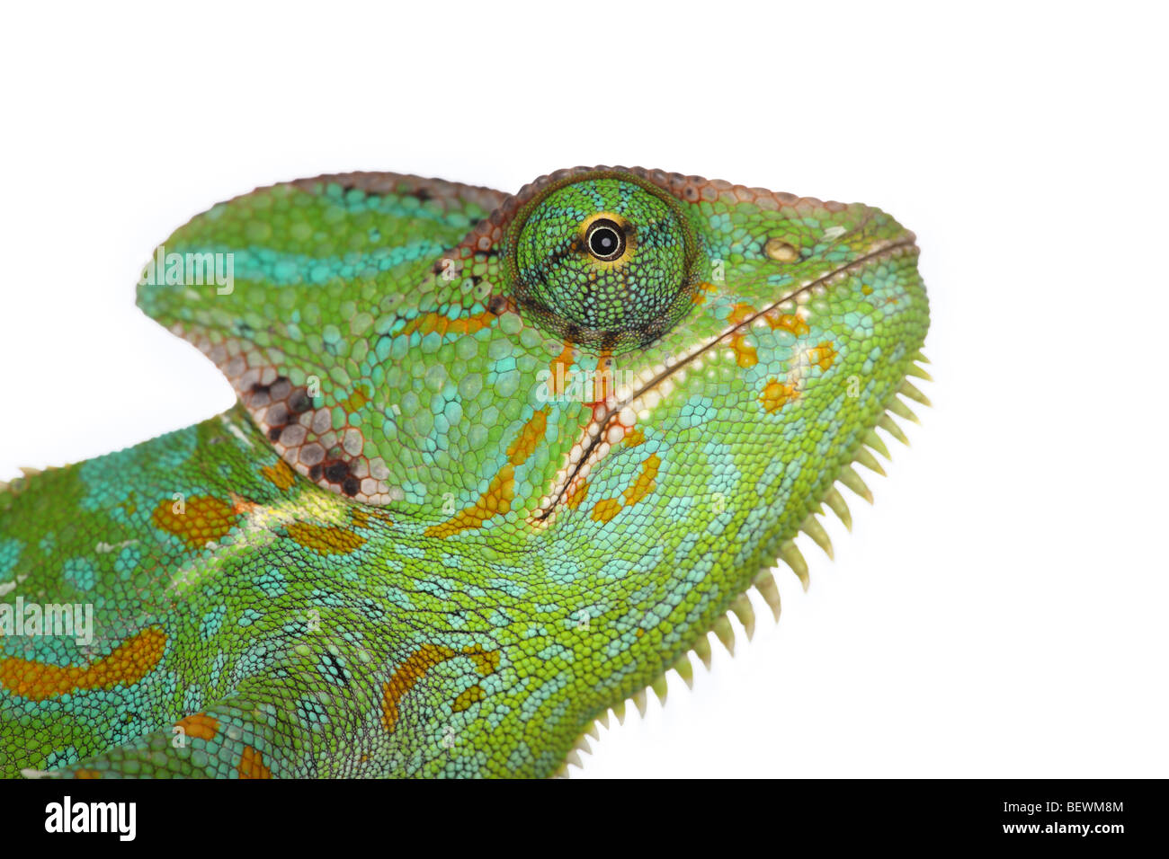 Studio photograph of a Yemen or Veiled Chameleon Stock Photo