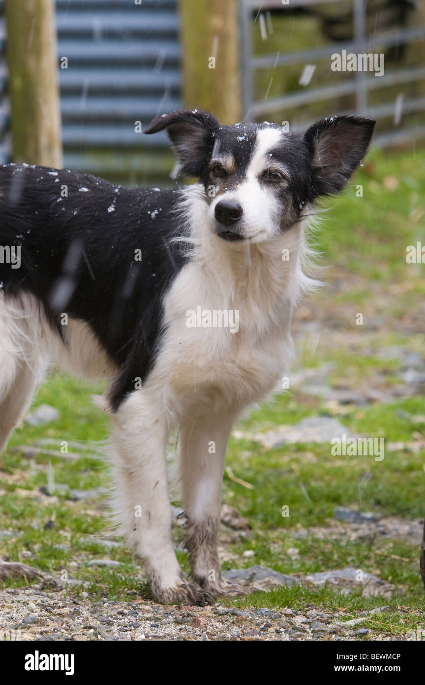 sheep dog in the snow Stock Photo