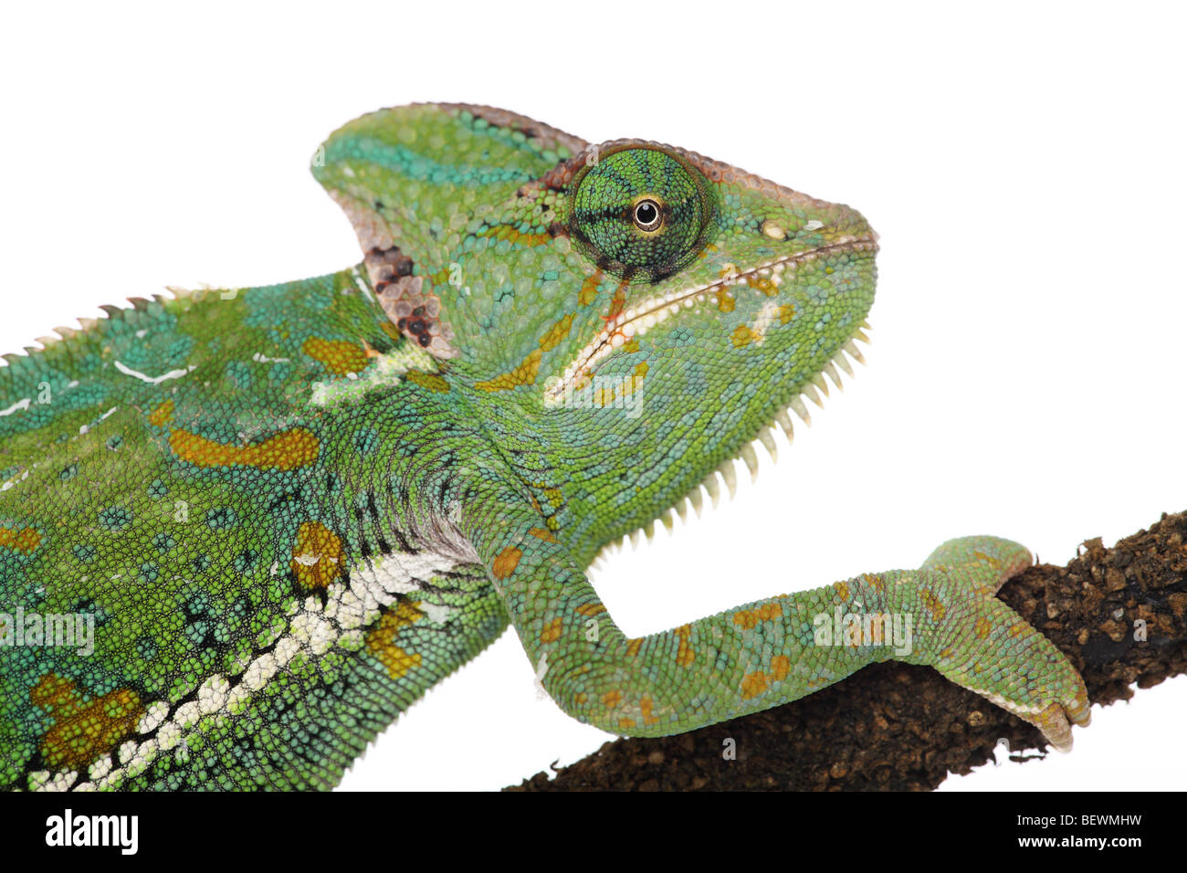 Studio photograph of a Yemen or Veiled Chameleon Stock Photo