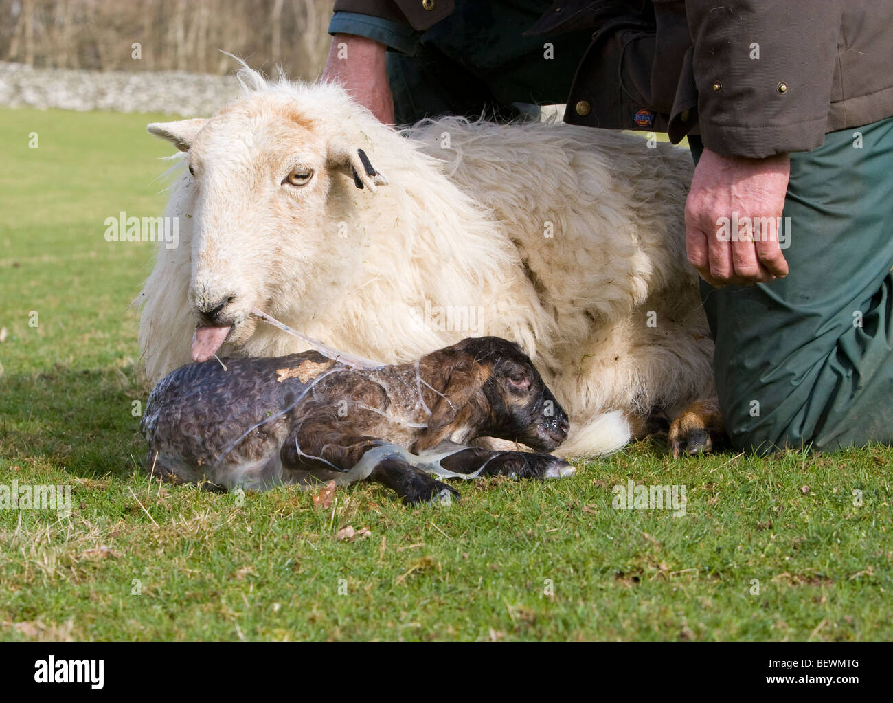 Welsh Ewe cleaning birth sack off new-born lamb Stock Photo