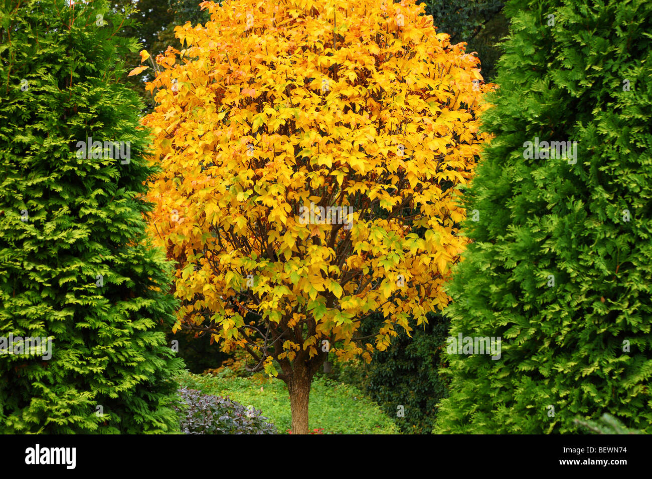 Yellow ash tree leaves at fall Fraxinus pennsylvanica crispa Stock Photo