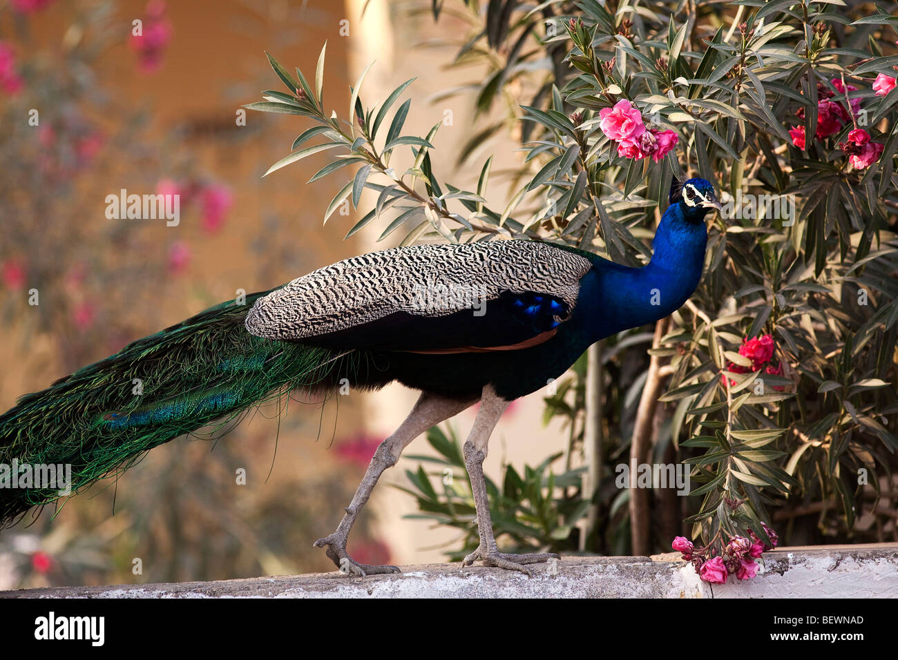 India peacock hi-res stock photography and images - Alamy