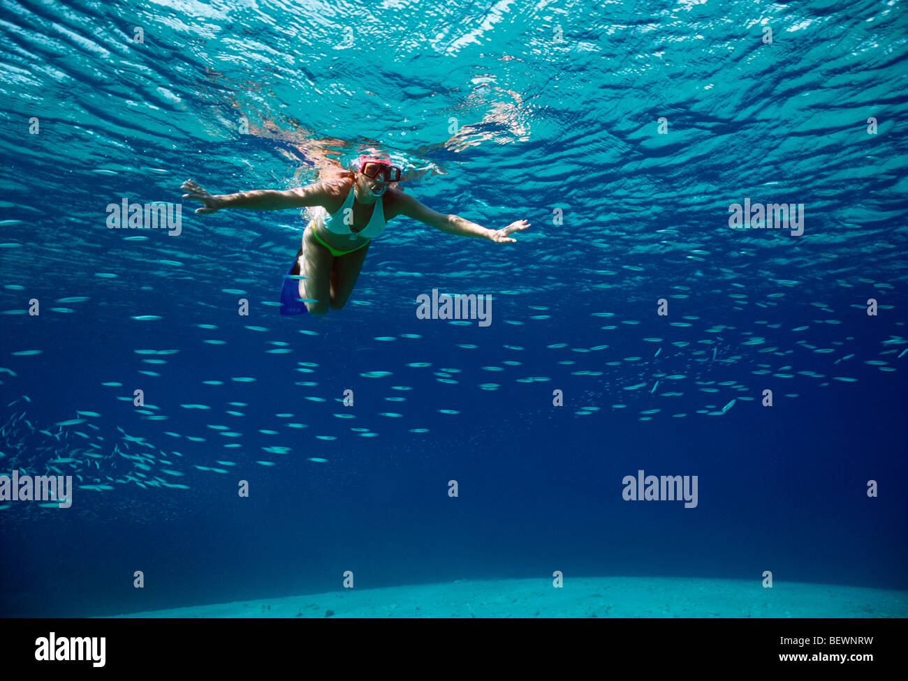 Free diver explores school of juvenile fish. Sinai, Egypt - Red Sea Stock Photo