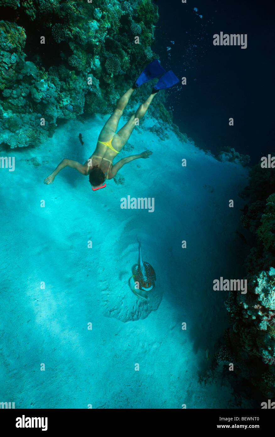 Free diver observes Blue-Spotted Stingray in sandy lagoon. Sinai, Egypt - Red Sea Stock Photo
