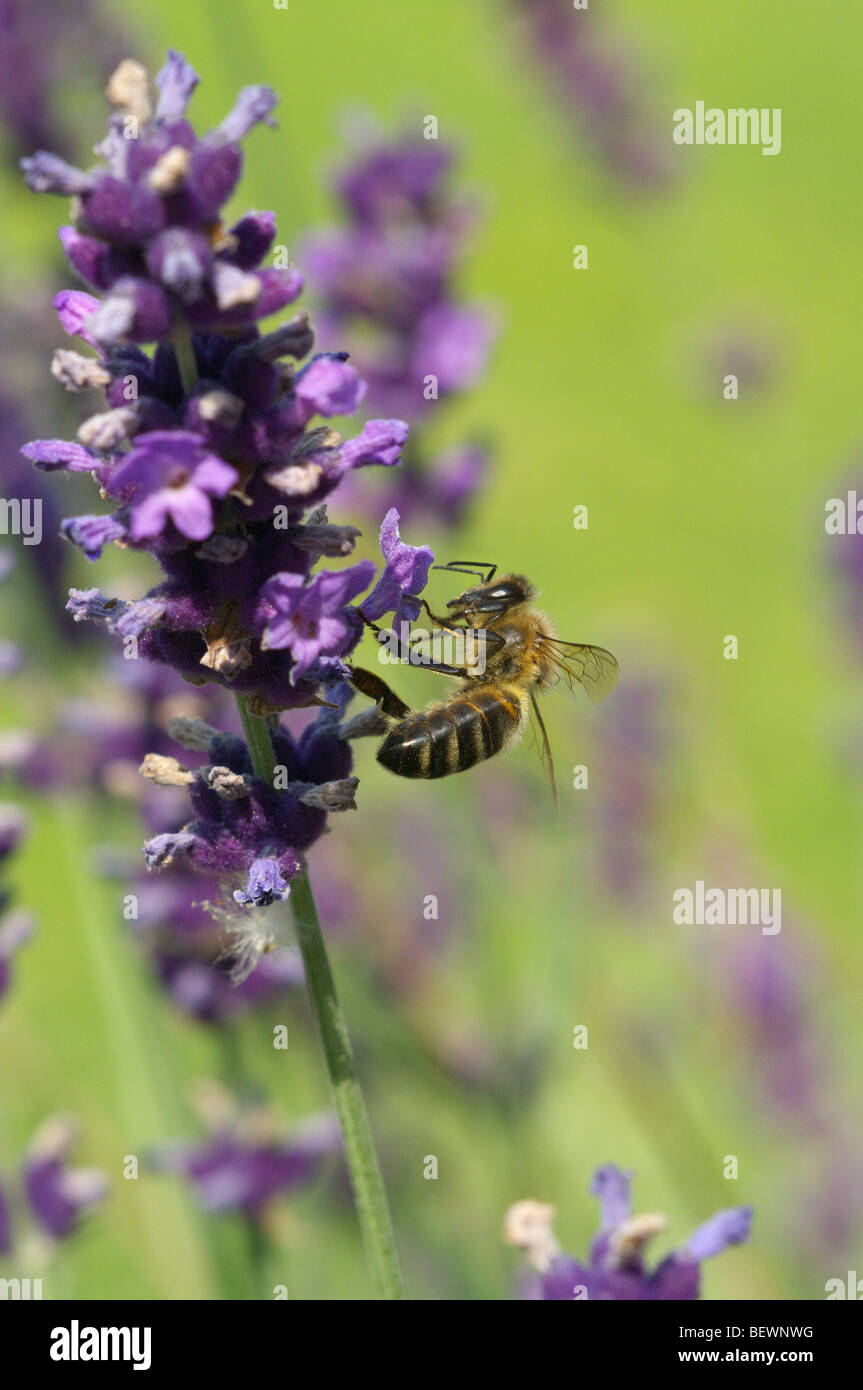 European honey bee hi-res stock photography and images - Alamy