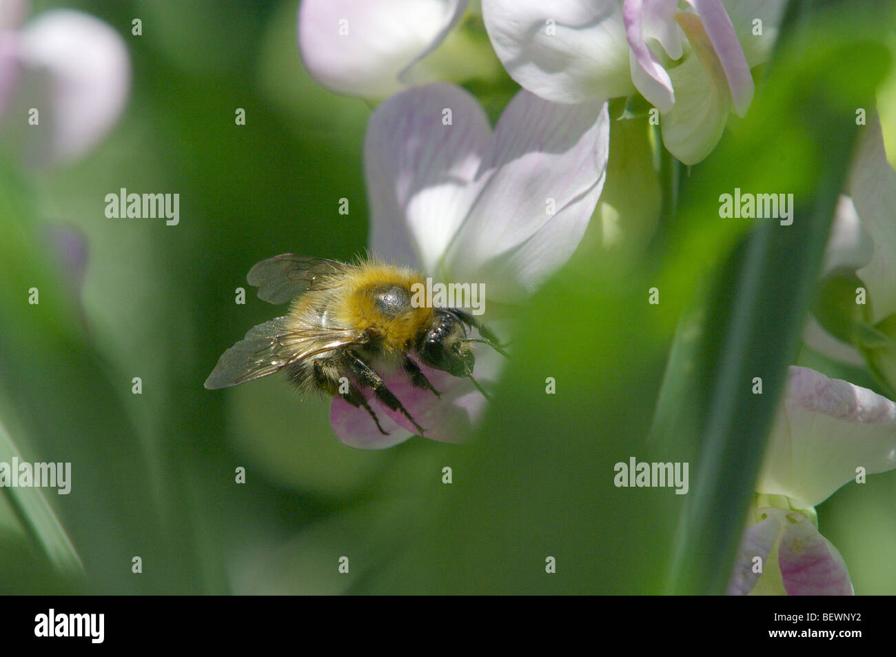 Bee on perennial sweet pea flower Stock Photo Alamy