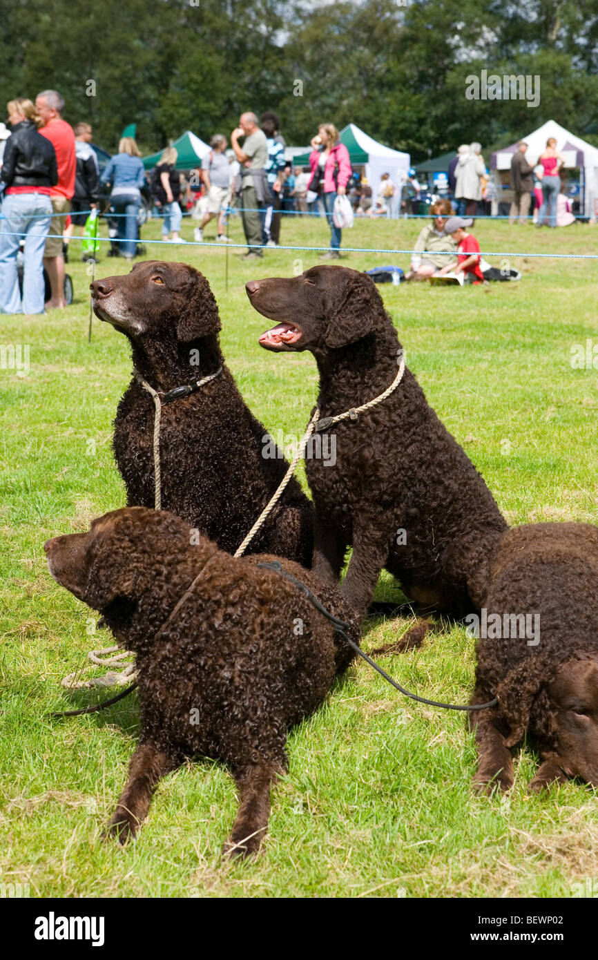 Dogs from the Muncaster Gun Dog display team at the Coniston Country Fair Stock Photo