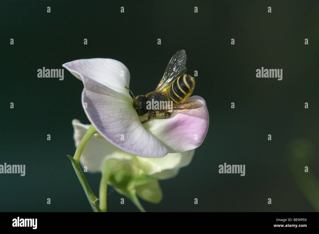 European honeybee forcing its way into perennial sweet pea flower Stock Photo