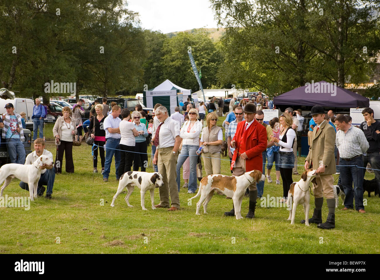 Hunting dogs in a show ring at the Coniston Country Fair Stock Photo