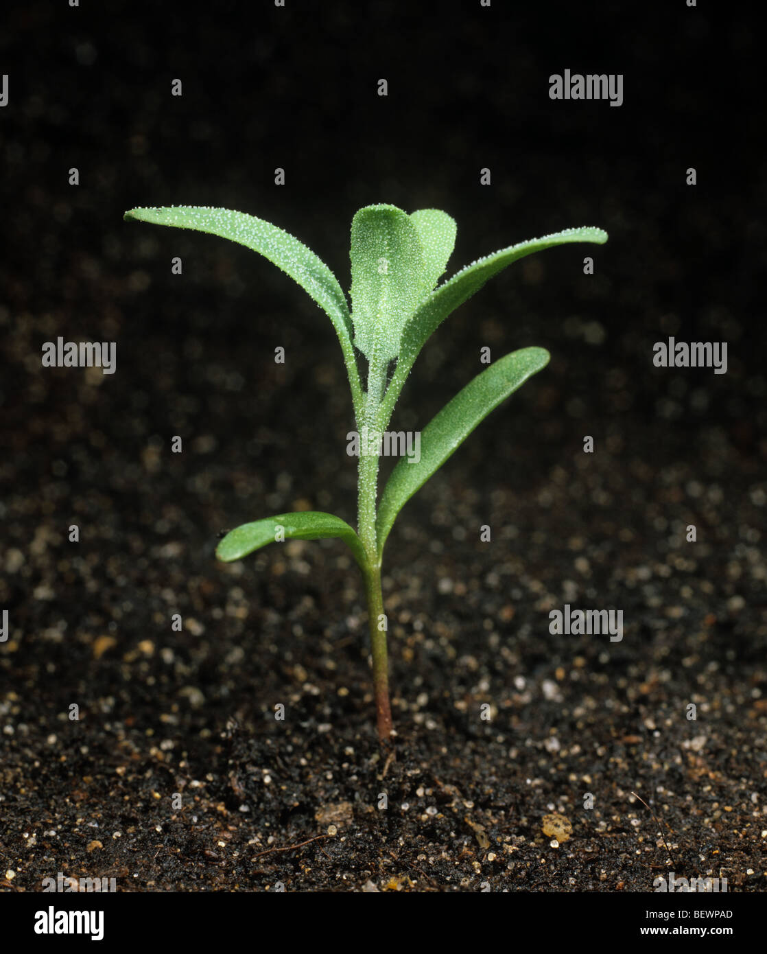 Orache (Atriplex patula) seedling plant with four true leaves Stock Photo