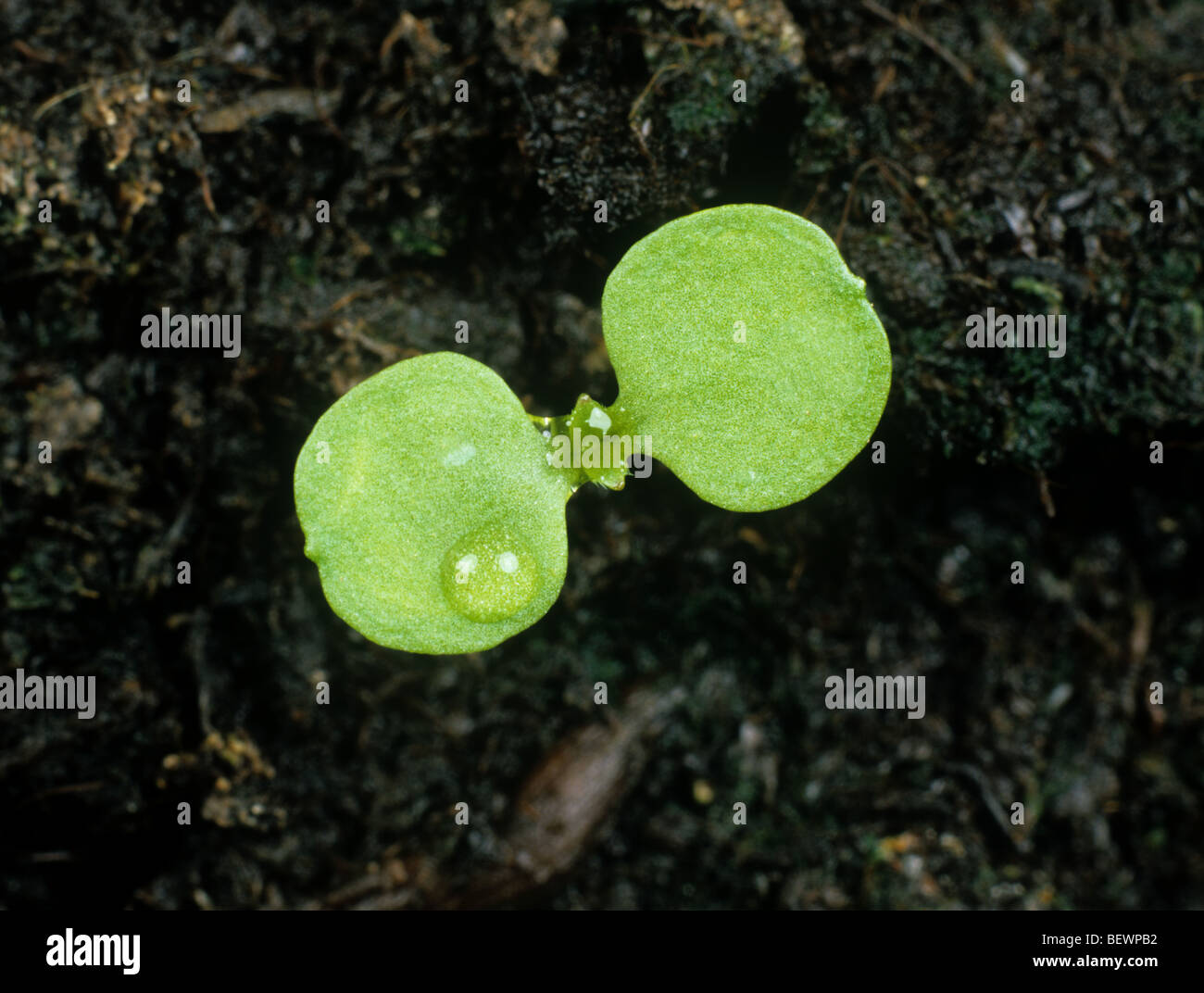 Gallant Soldier (Galinsoga parviflora) seedling with cotyledons only Stock Photo