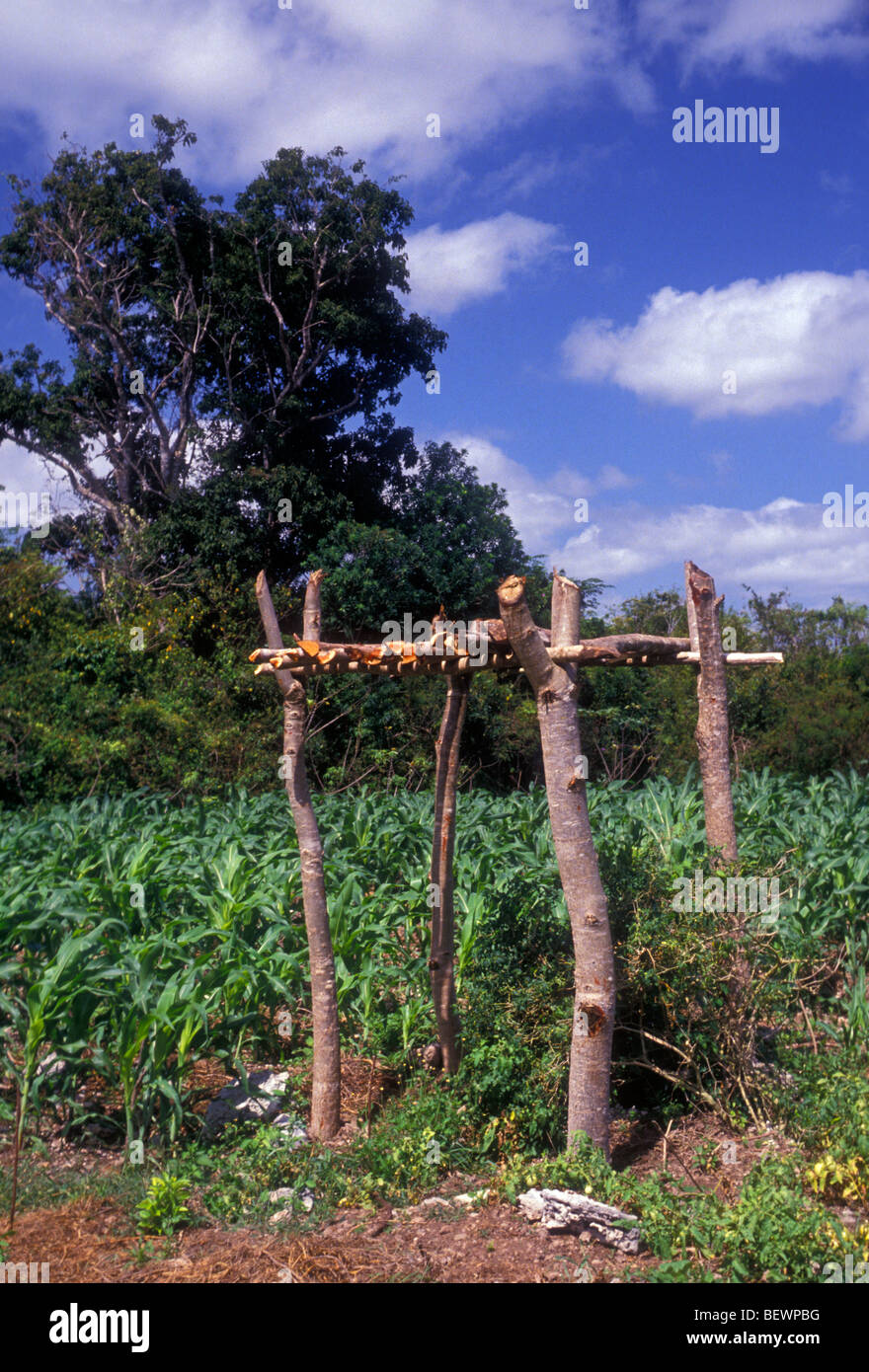 Cornfield tulum quintana roo state hires stock photography and images