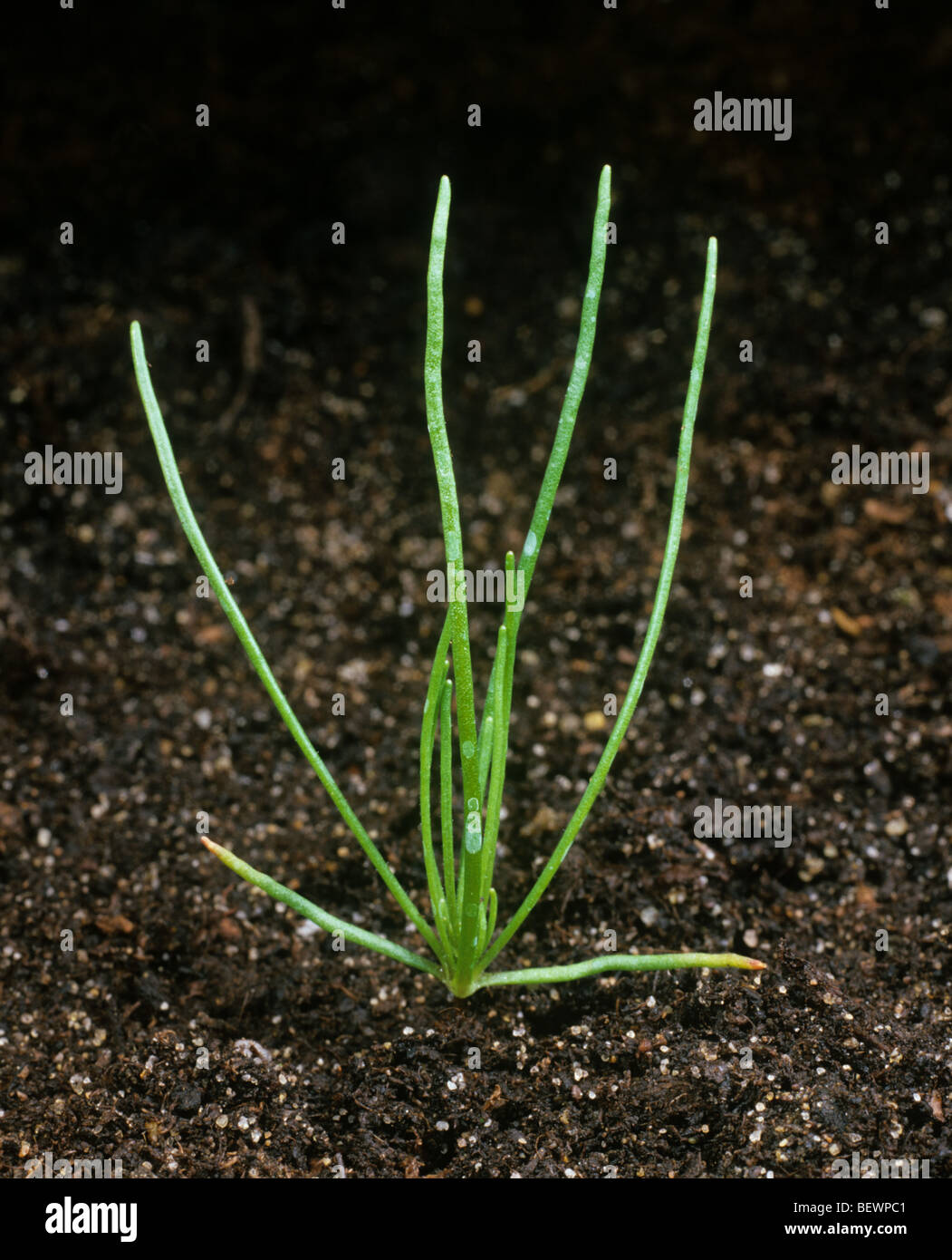 Corn spurrey (Spergula arvensis) young weed plant Stock Photo