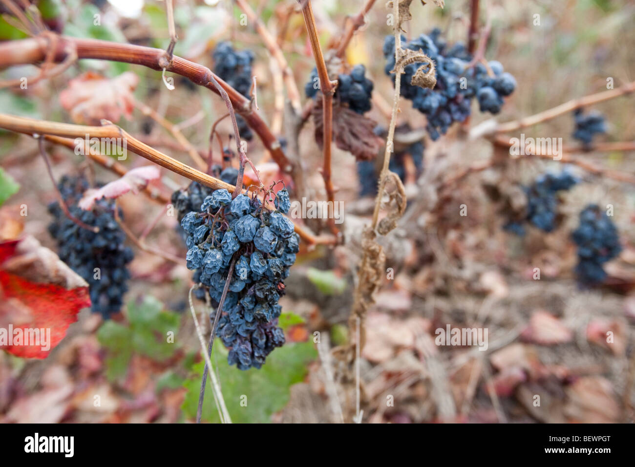 Dried up grape vine hires stock photography and images Alamy