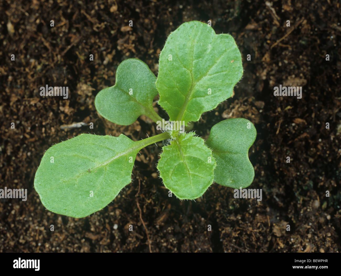 Charlock (Sinapis arvensis) seedling with third true leaf forming Stock Photo