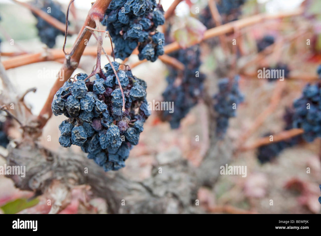 Dried up grape vine hires stock photography and images Alamy