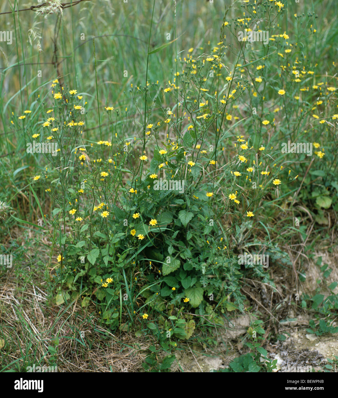 Nipplewort (Lapsana communis) flowering plant Stock Photo