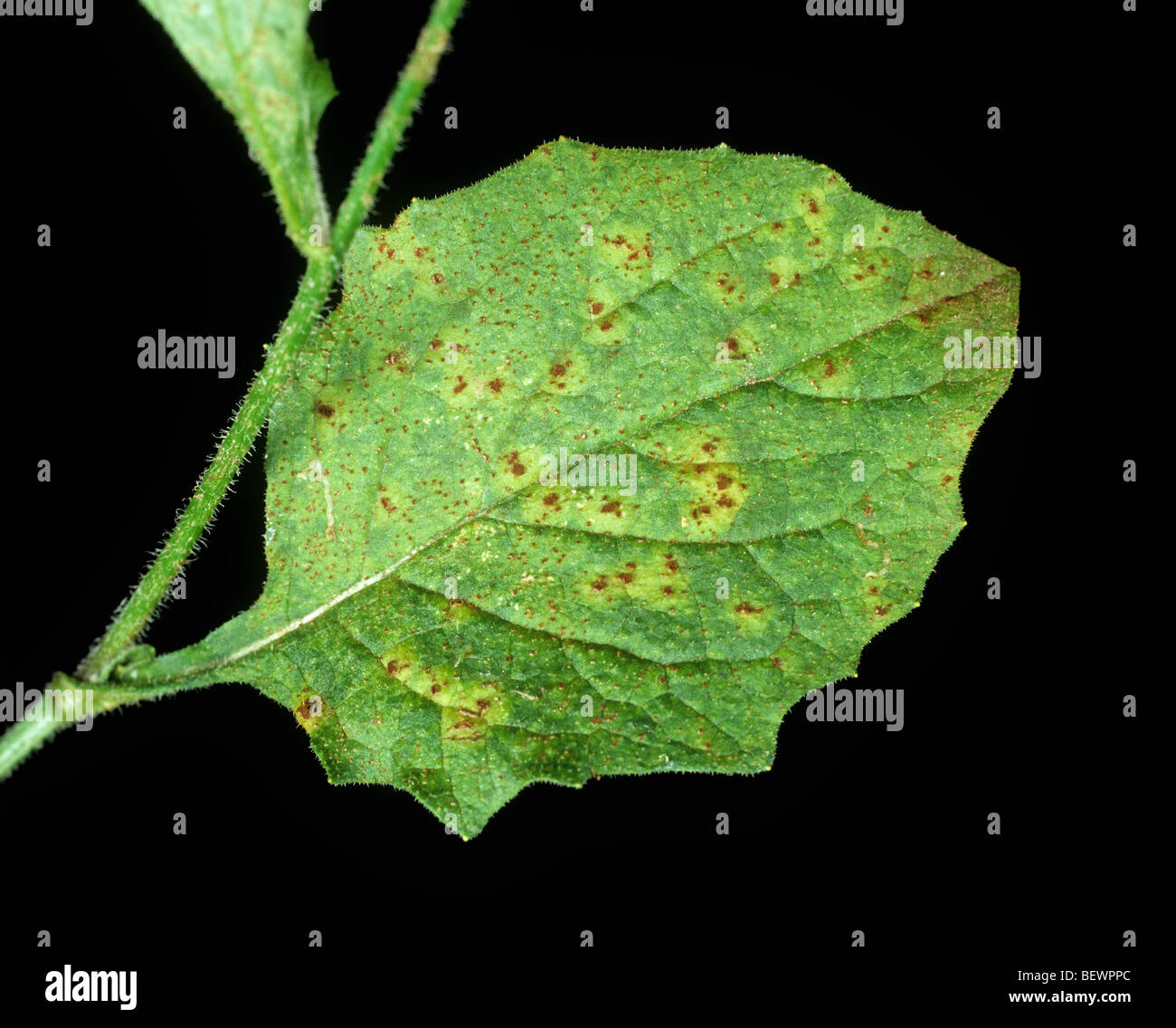 Nipplewort rust (Puccinia lapsanae) on nipplewort (Lapsana communis) leaf Stock Photo