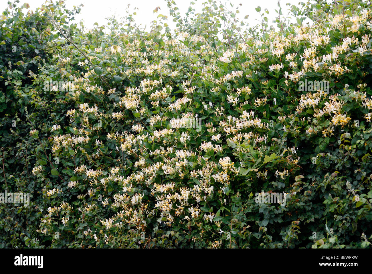 Lonicera periclymenum - Wild Honeysuckle growing through a field hedge Stock Photo