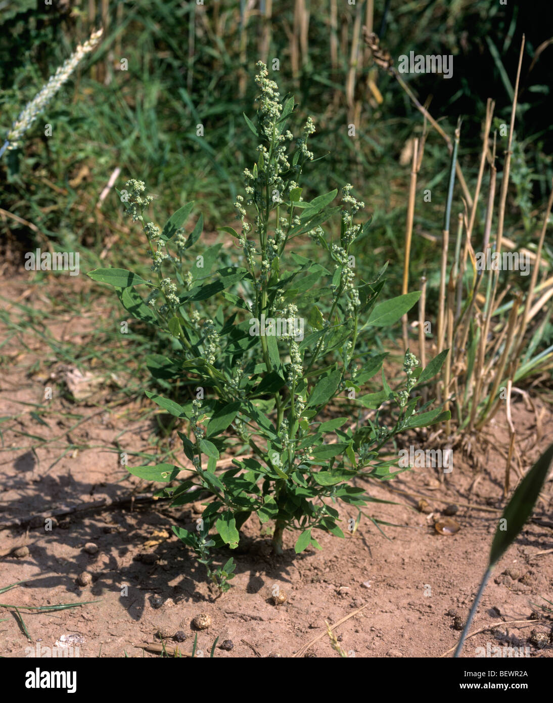 Flowering fat hen (Chenopodium album) an arable weed plant Stock Photo