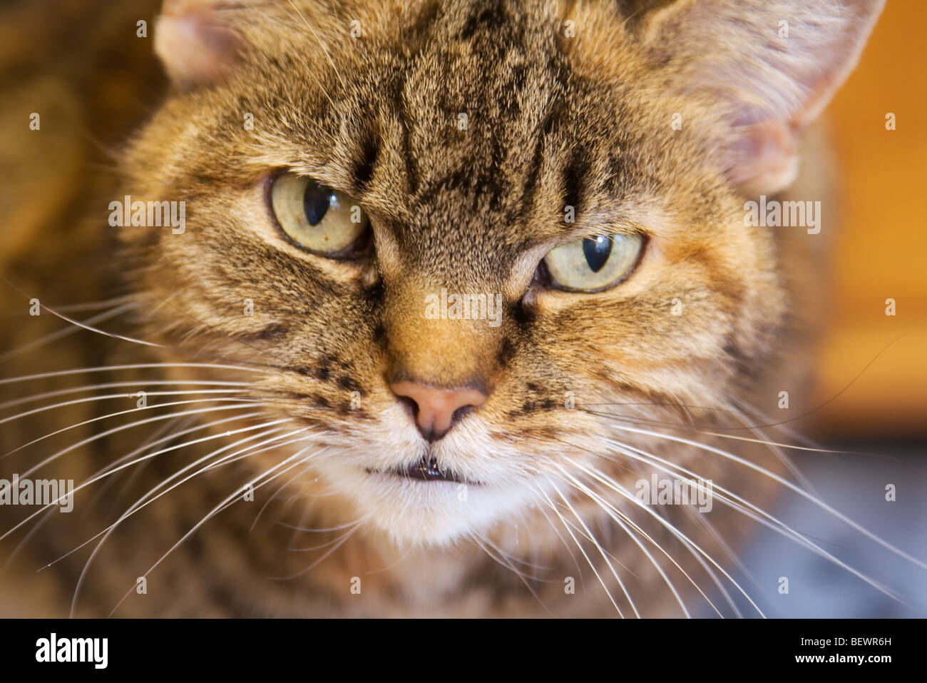 close up shot of tortoiseshell tabby cat's face Stock Photo