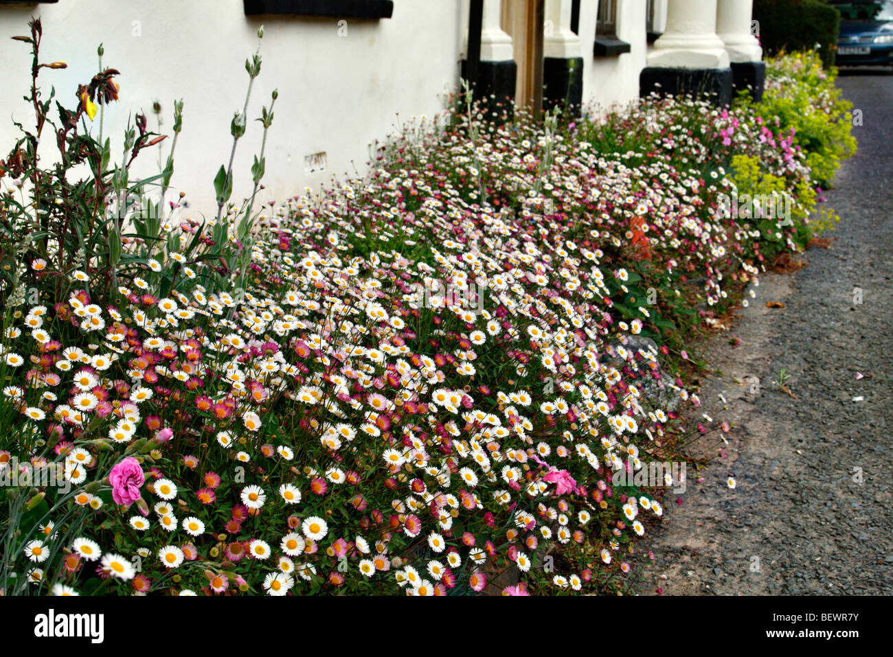 Erigeron karvinskianus AGM Stock Photo Alamy